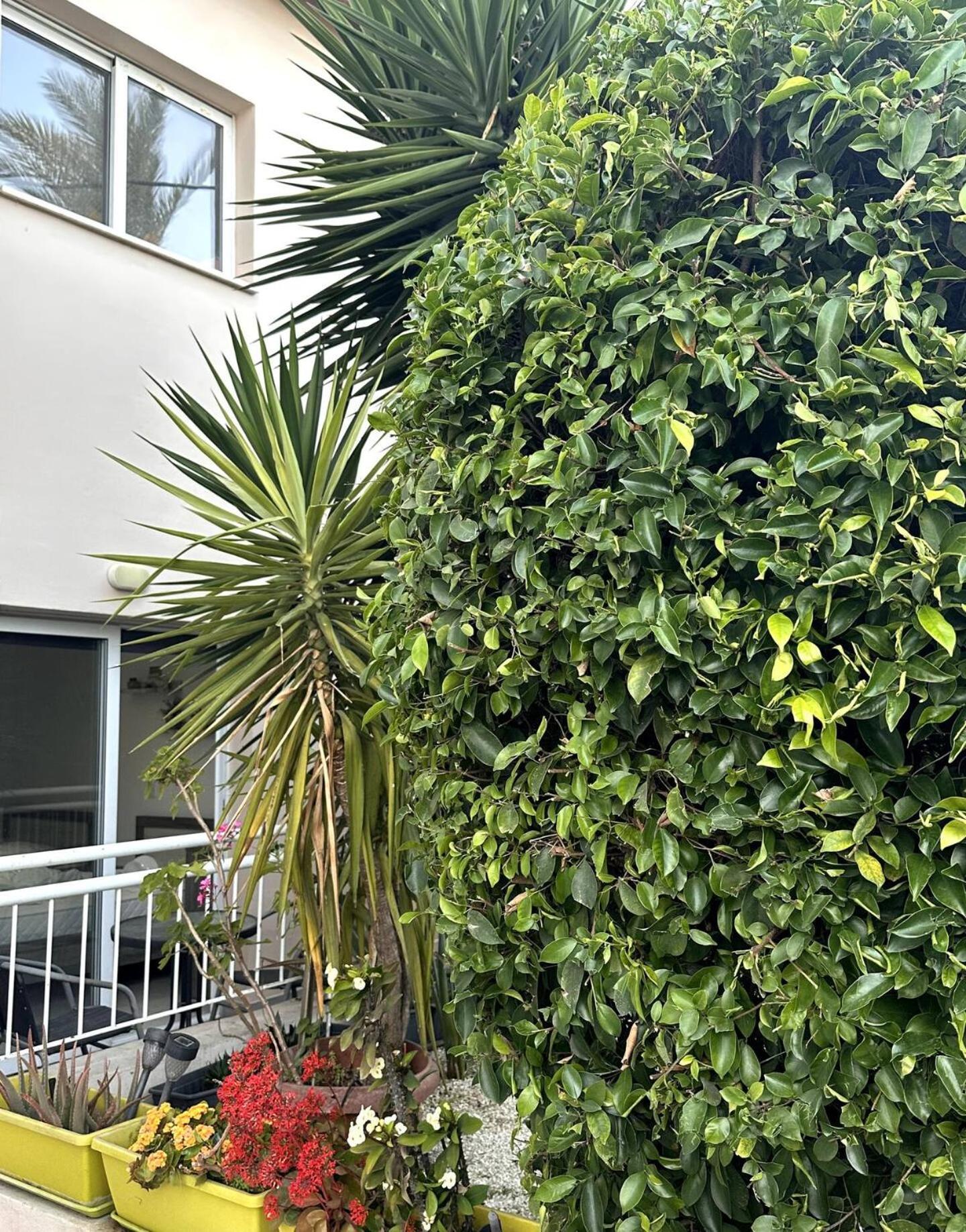 Olymbos Garden Apartment IV Ayia Napa Exterior photo